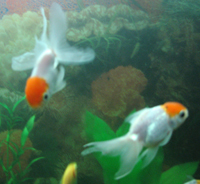 :  oranda.jpg
: 619

:  62,0 