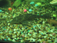 :  plekostomus.jpg
: 591

:  70,2 