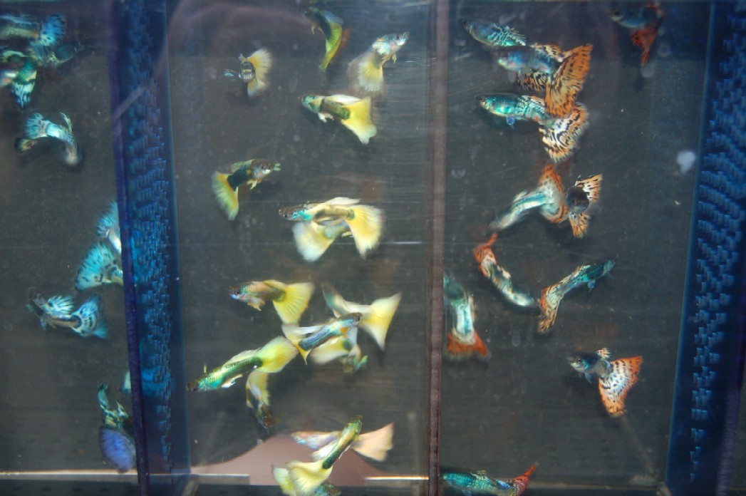 Купить аквариумных рыбок в ростове