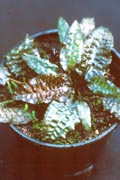 :  kee_x_Moehlmann_1020m.jpg
: 2474

:  13,2 