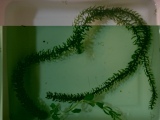 :  DSC02287.JPG
: 289

:  11,4 