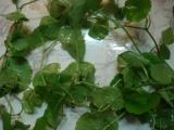 :  DSC02290.JPG
: 292

:  7,7 