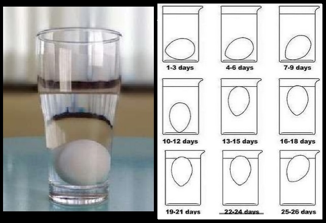 Яйца всплывают в воде можно ли. Яйцо в стакане с водой свежесть. Определить свежесть яиц. Как проверить яйца на свежесть в домашних условиях. Как определить свежесть яйца в стакане.