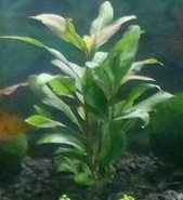 Назва: суперрастение.jpg
Переглядів: 2315
Розмір: 13,8 КБ