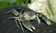 :  C_girardianus_5_a.jpg
: 1334

:  45,2 