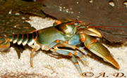 :  Cambarus_manningi_-_a.jpg
: 1359

:  56,7 