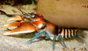 :  Cambarus_rusticiformis_03-2.jpg
: 1377

:  47,2 