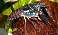 :  Procambarus_pictus_01-2.jpg
: 1335

:  62,5 