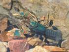 :  Cambarus gentrui.jpg
: 582

:  4,3 