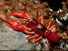 :  Cambarus dubius1.jpg
: 580

:  4,8 
