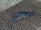 :  Cambarus dubius.jpg
: 653

:  5,5 