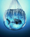 :  shark.gif
: 408

:  10,4 