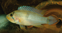     
: Apistogramma Nijsseni.gif
: 1909
:	151.9 
ID:	60970