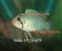     
: Apistogramma  panduro M.jpg
: 1767
:	53.1 
ID:	71960