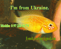     
: Apisto1.gif
: 369
:	177.5 
ID:	75915