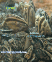     
: molluscs.gif
: 1115
:	201.3 
ID:	87439