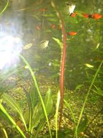     
:   Cryptocoryne retrospiralis red.jpg
: 606
:	348.3 
ID:	43479