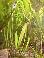     
:   Cryptocoryne spiralis.jpg
: 580
:	591.0 
ID:	43482