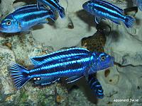     
: melanochromis_cyaneorhabdos_01.jpg
: 262
:	68.3 
ID:	40329
