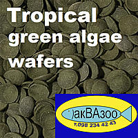Нажмите на изображение для увеличения
Название: Tropical green algae wafers.jpg
Просмотров: 1465
Размер:	222.9 Кб
ID:	655538