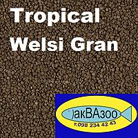 Нажмите на изображение для увеличения
Название: Tropical Welsi Gran.jpg
Просмотров: 213
Размер:	159.4 Кб
ID:	680793