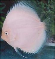     
: white-diamond-discus.jpg
: 279
:	9.7 
ID:	150588