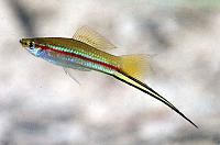     
: --Xiphophorus-helleri-helleri.jpg
: 720
:	180.0 
ID:	328355