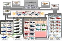     
: caridina-cantonensis-family-tree.jpg
: 522
:	110.0 
ID:	348446