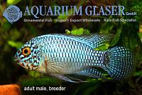     
: apistogramma-steel-blue-hoyer.jpg
: 304
:	74.0 
ID:	353417