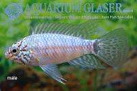     
: 628613-apistogramma-steel-blue-mann.jpg
: 297
:	54.4 
ID:	353418