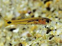     
: Barboides gracilis.jpg
: 318
:	104.4 
ID:	300059