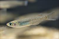     
: Medaka(Japanese killifish, or Japanese rice fish), Oryzias latipes.jpg
: 359
:	53.5 
ID:	306304