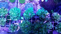     
: Pink_Green Pocillopora3.jpg
: 214
:	244.3 
ID:	569552