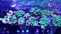     
: Pink_Green Pocillopora4.jpg
: 214
:	459.6 
ID:	569553