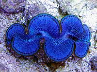     
: Tridacna-maxima-Clam-7-Top-2.jpg
: 234
:	173.0 
ID:	591524