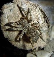     
: spider.jpg
: 1832
:	25.5 
ID:	37035