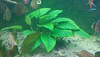     
: ANUBIAS.jpg
: 205
:	345.6 
ID:	646249