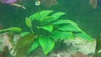     
: ANUBIAS1.jpg
: 211
:	352.0 
ID:	646250