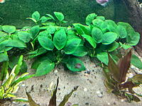     
: ANUBIAS3.jpg
: 206
:	574.5 
ID:	646259