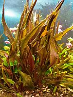     
: CRYPTOCORYNE WENDTII BROWN.jpg
: 205
:	599.2 
ID:	646305