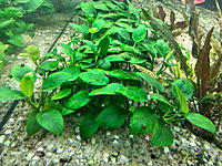     
: ANUBIAS .jpg
: 193
:	678.8 
ID:	657554