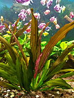     
: Echinodorus Rubin.jpg
: 160
:	631.8 
ID:	657558