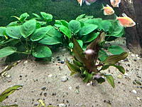     
: ANUBIAS 3.jpg
: 538
:	540.5 
ID:	667895