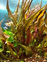     
: CRYPTOCORYNE WENDTII BROWN1.jpg
: 230
:	571.0 
ID:	671549