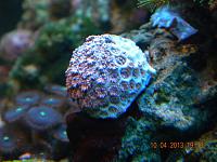     
: goniopora 1m.jpg
: 388
:	59.7 
ID:	370061