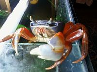     
: crab1.jpg
: 455
:	219.6 
ID:	37760