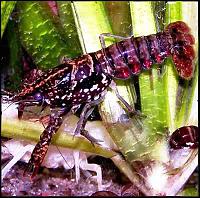     
: Procambarus%20enoplosternum.jpg
: 327
:	36.1 
ID:	59430