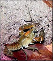     
: Procambarus%20vasquezae.jpg
: 341
:	40.5 
ID:	59433