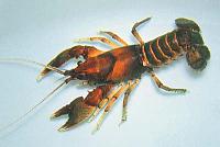     
: Cambarus englishi_jpg.jpg
: 281
:	45.3 
ID:	66801