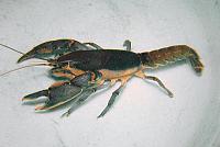     
: Procambarus hagenianus.jpg
: 249
:	23.3 
ID:	67138